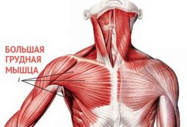 Строение и движения плечевого пояса